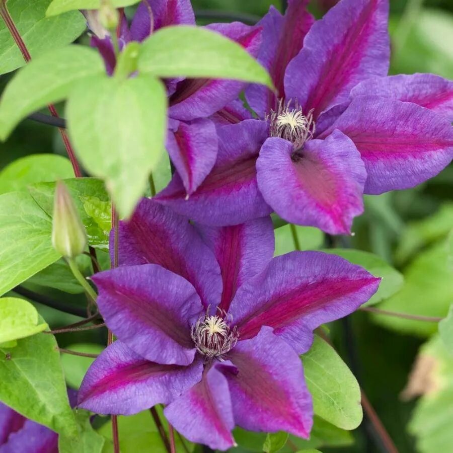 Клематис вилдфаер. Мисис компсон клематис. Клематис миссис томпсон. Клематис mrs thompson. Клематис крупноцветковый миссис н.