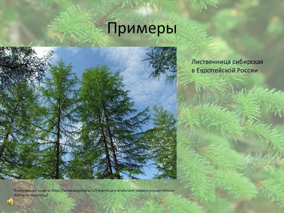 В какой зоне растет лиственница. Лиственница сибирская фитоценоз. место обитания лиственницы. лиственница в воде. лиственница сибирская фото и описание.