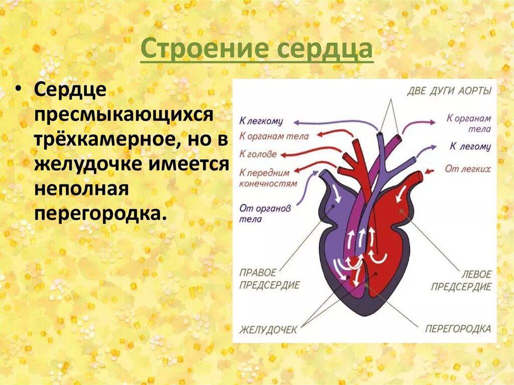 Сердце пресмыкающихся отличается от сердца земноводных. Строение сердца. Строение сердца рептилий. Строение сердца пресмыкающихся. Строение сердца ящерицы.