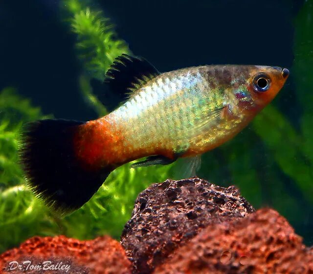 Platy