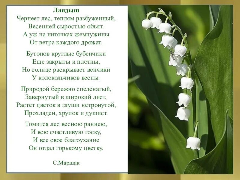 Весенний ветер предложение