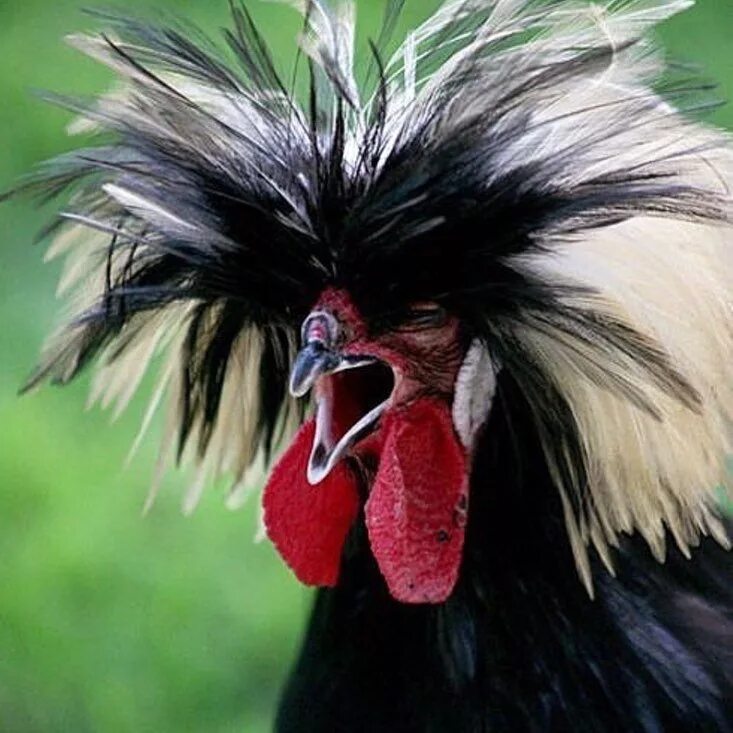 Chicken has a funny hairdo Rooster, Animal antics, Chickens, roosters