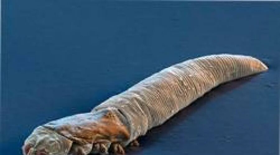 Demodex folliculorum заболевание