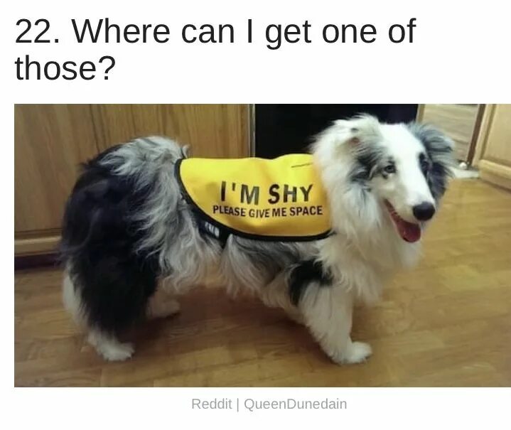Please give me this. Give me please. Жилет для собаки please give me a Space. Shy funny. Im so not shy пес.