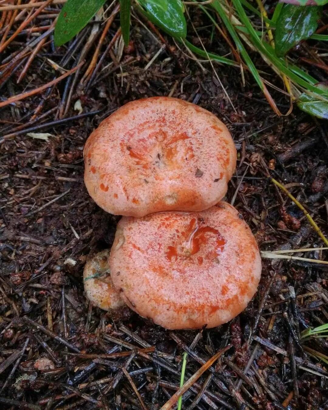 Какой гриб рыжик. Рыжик Сосновый/Боровой (Lactarius deliciosus);. Рыжик еловый/еловик (Lactarius deterrimus);. Гриб Рыжик Боровой. Рыжик Боровой Сосновый.