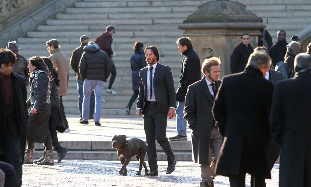 джон уик 2 собака. джон уик 1 собака. собака джона уика 2. пес из джон уик 2. бигль джон уик.