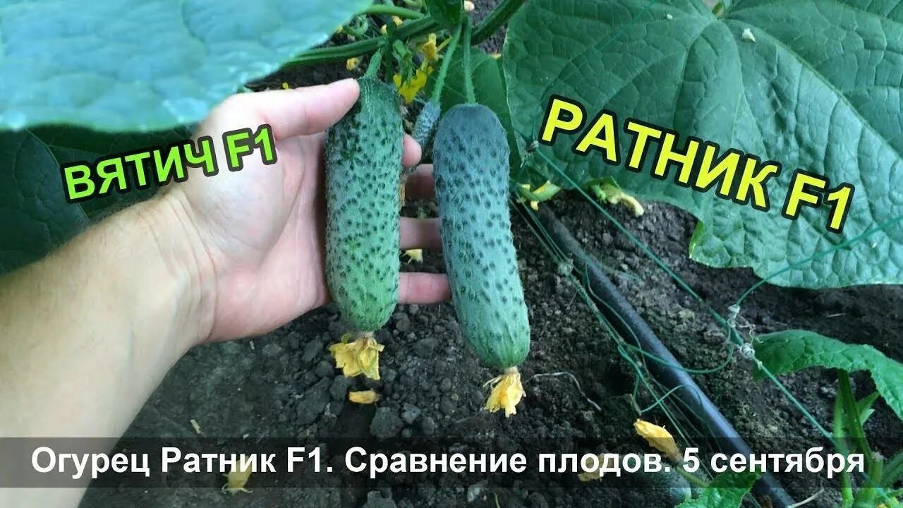 Огурец ратник отзывы. Огурец ратник отзывы. Огурец страж f1. Огурец ратник редкие. Огурец ратник.