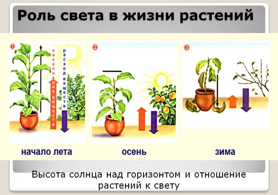 Солнце и жизнь растений. Влияние света на растения. значение света в жизни растений. роль в жизни растений свет. влияние света на жизнь растений.