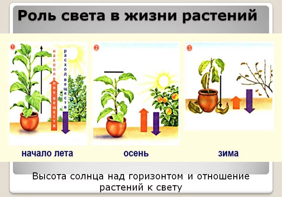 Роль света в жизни растений. Свет в роли жизни растений. Влияние освещения на растения. Свет влияет на растения. Роль светы в жизни растений