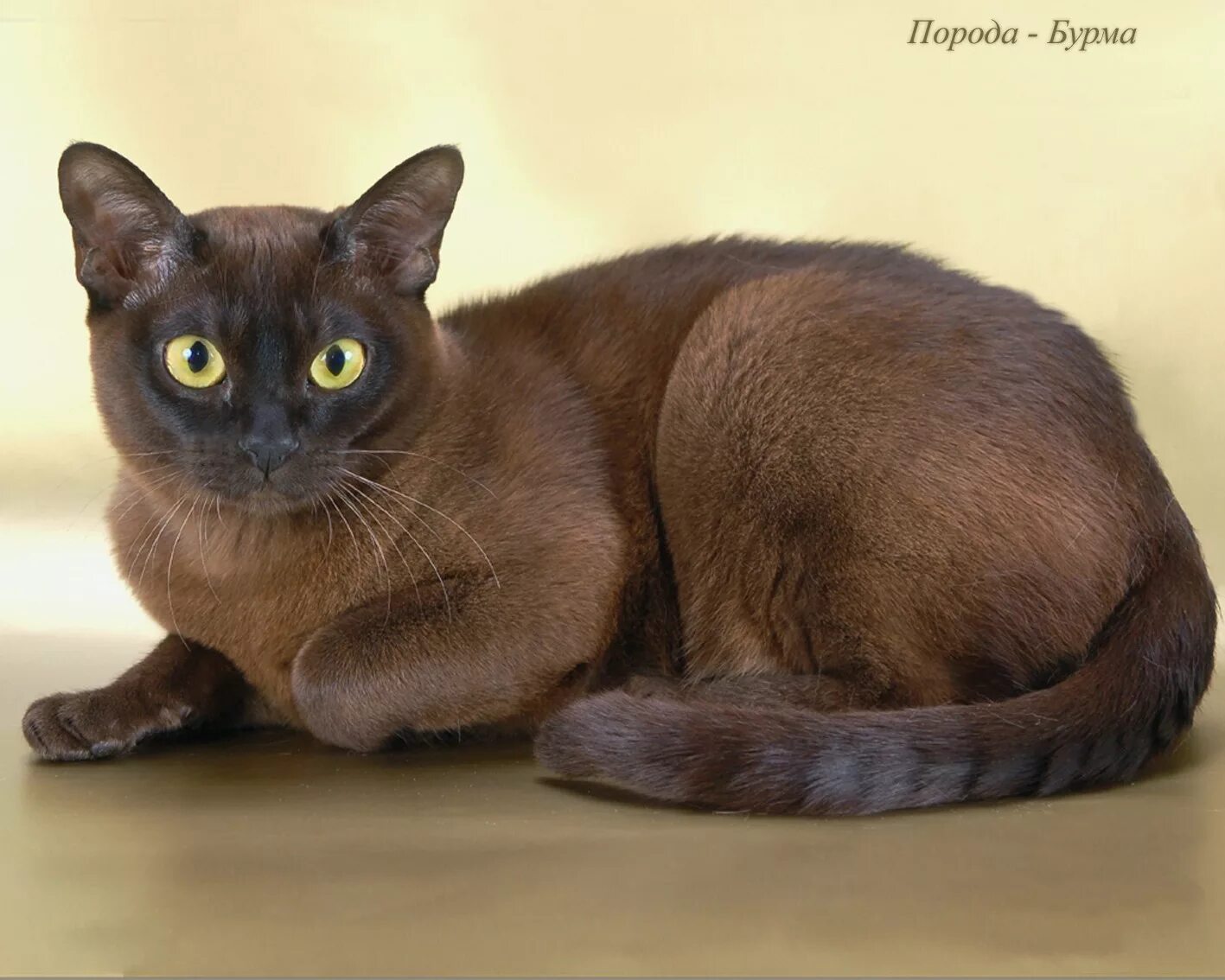 Породы коричневых котов. Бурманская кошка. Европейская Бурма кошка. Бурманская Сиамская кошка. Шоколадная кошка порода Бурманская.