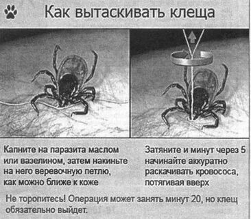 Как быстро извлечь клеща из тела