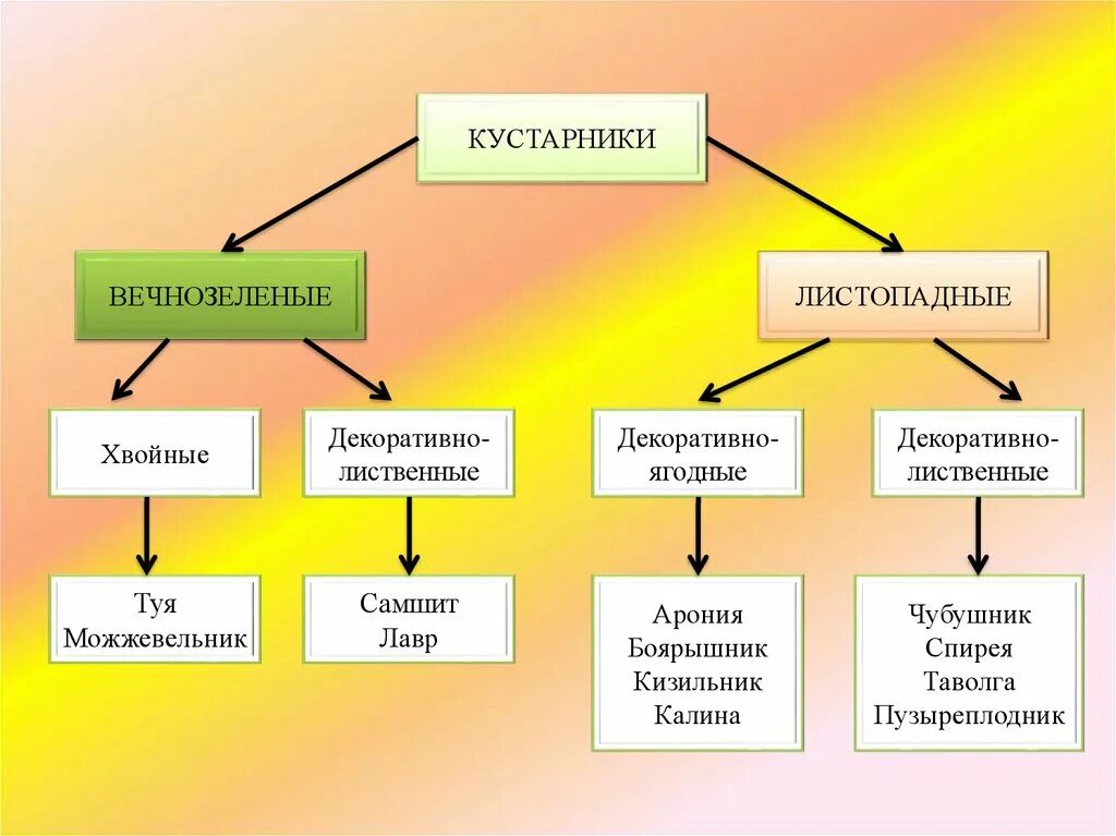 Вечнозеленые листопадные растения. Классификация кустарников. Листопадные и вечнозеленые растения. Листопадные и вечнозеленые растения таблица. Систематика кустарника.