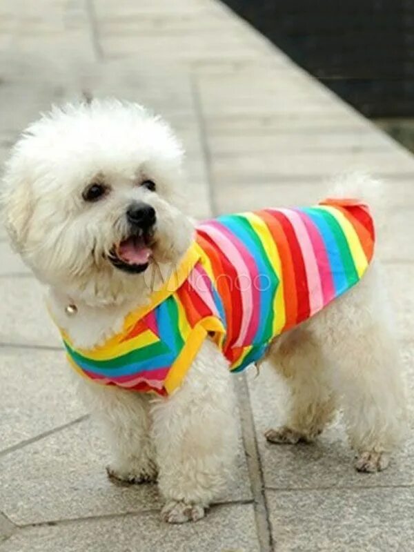 Rainbow pet. Одежда для собак. Радужная одежда для собак. Летняя одежда для собак. Летняя одежда для собак кобелей.