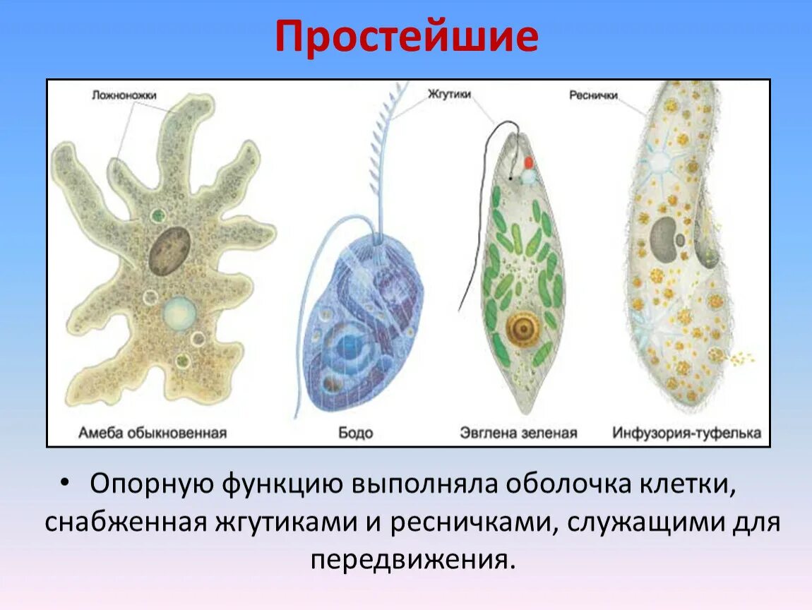 Амеба и инфузория туфелька. Простейшие одноклеточные амеба. Жгутики реснички ложноножки. Нервная система простейших. Отличие одноклеточных от бактерий