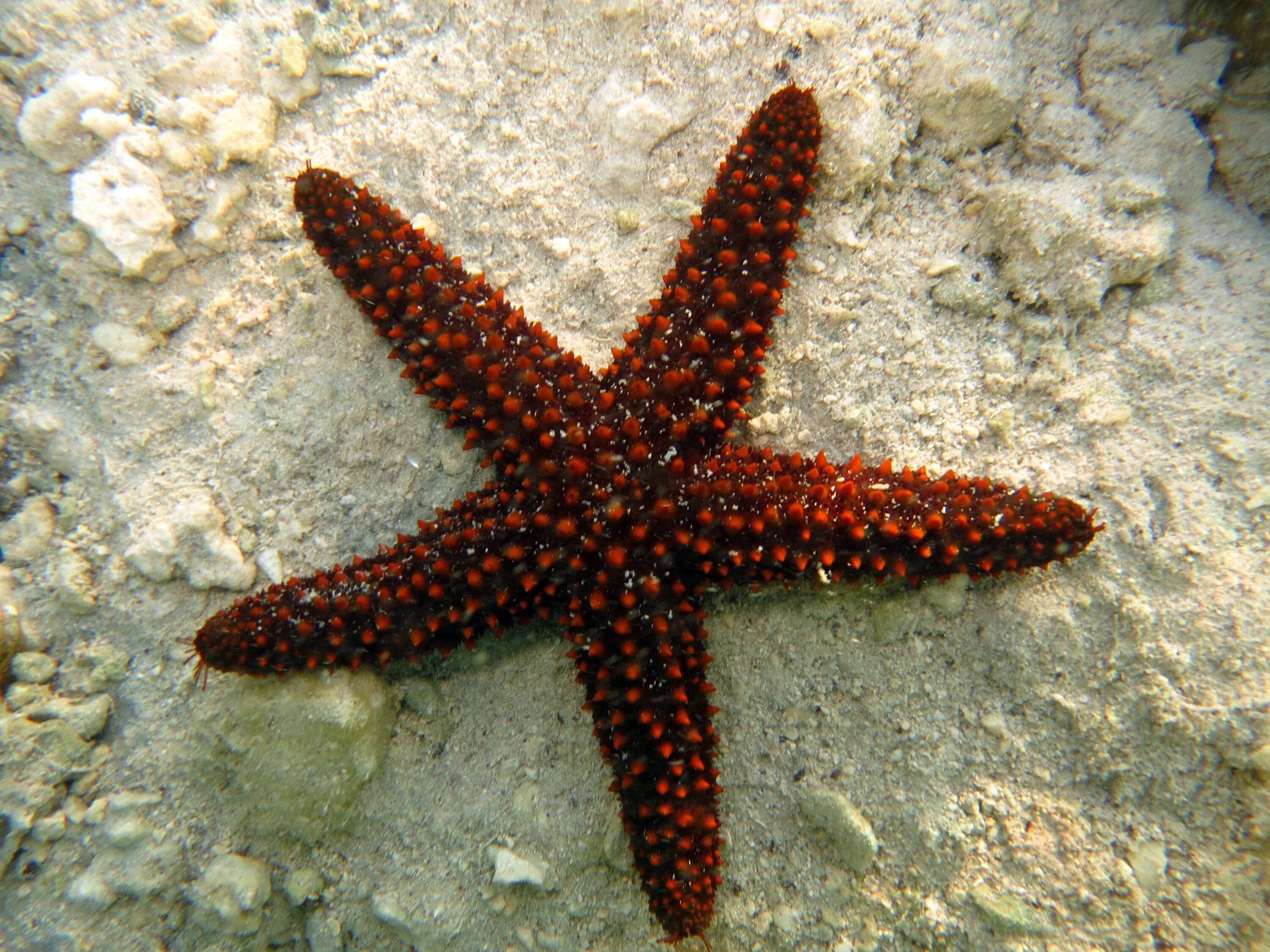 Рост морской звезды. Пятилучевая симметрия иглокожих. Морская звезда гониактиниды. Поворотная симметрия морская звезда.