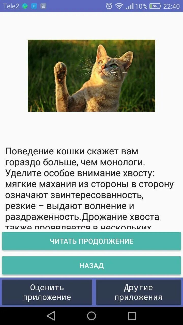 Кошачий язык переводчик. Переводчик с русского на кошачий язык. Перевод на кошачий язык. Привет на кошачьем языке.