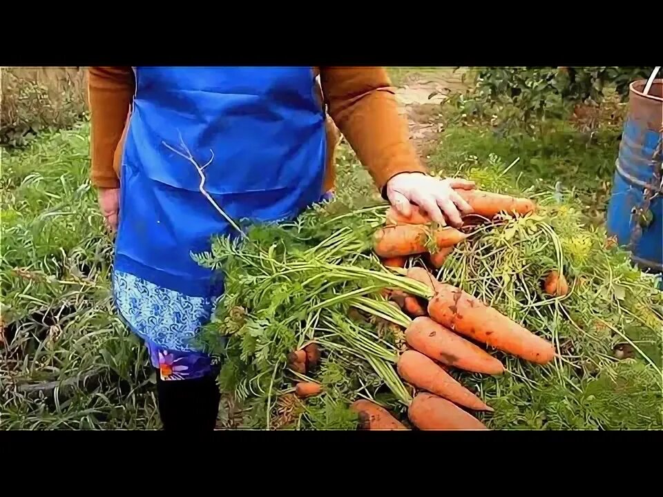 Как посеять морковь осенью под зиму. Можно ли посеянную морковь засыпать сверху опилками.