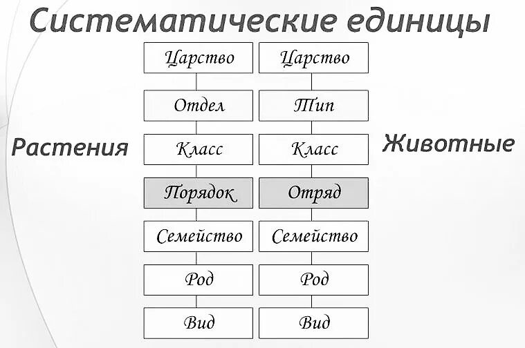 Новая систематика. Систематика таксонов животных. Систематика растений таксономические единицы. Систематика таксонов растений и животных. Таксоны систематики растений.