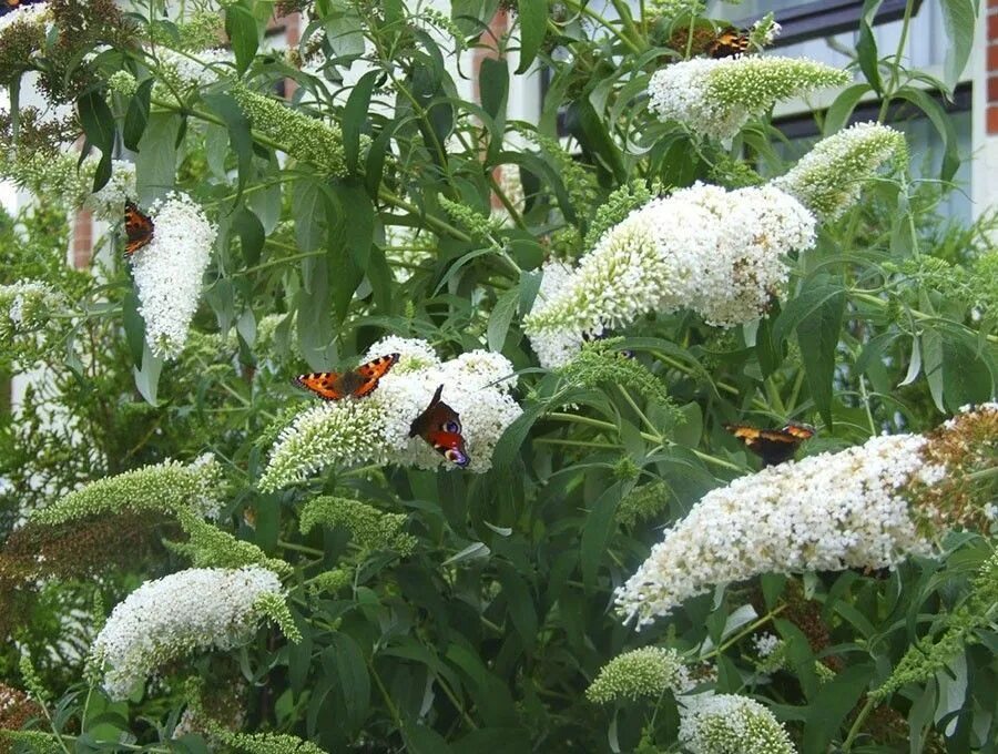 Будлея из семян выращивание в домашних условиях. Буддлея Давида Buddleja davidii. Буддлея Уайт Болл. Буддлея Давида White Ball. Буддлея бордер Бьюти.