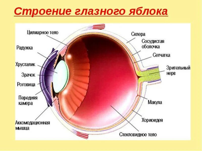 Изображение видимых предметов формируется на а роговице. Оболочки и структуры глазного яблока. Строение глаза роговица хрусталик. Склера глазного яблока анатомия. Строение глаза роговица радужка.