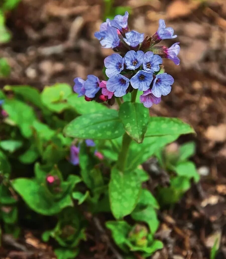 Медуница цветок. Медуница лекарственная (Pulmonaria officinalis). Медуница (Pulmonaria). Медуница сахарная. Как выглядит цветок медуница