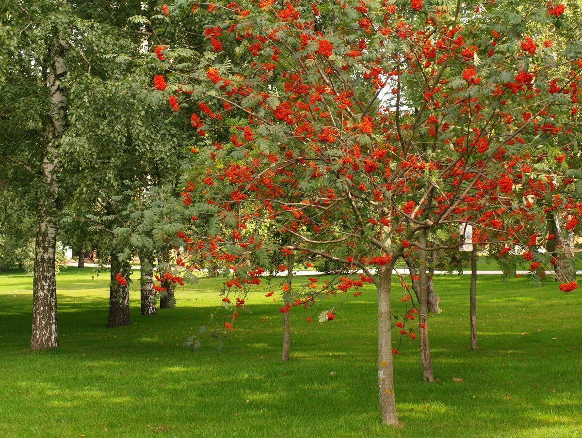 Купить плодовых в беларуси. Рябина обыкновенная Sorbus aucuparia. Рябина обыкновенная многоствольная. Рябина обыкновенная кустовая. Рябина обыкновенная (кустовая) Sorbus aucuparia.