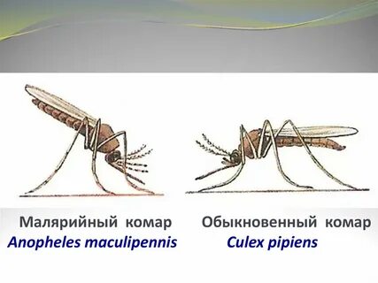 Таксоны малярийного комара систематические