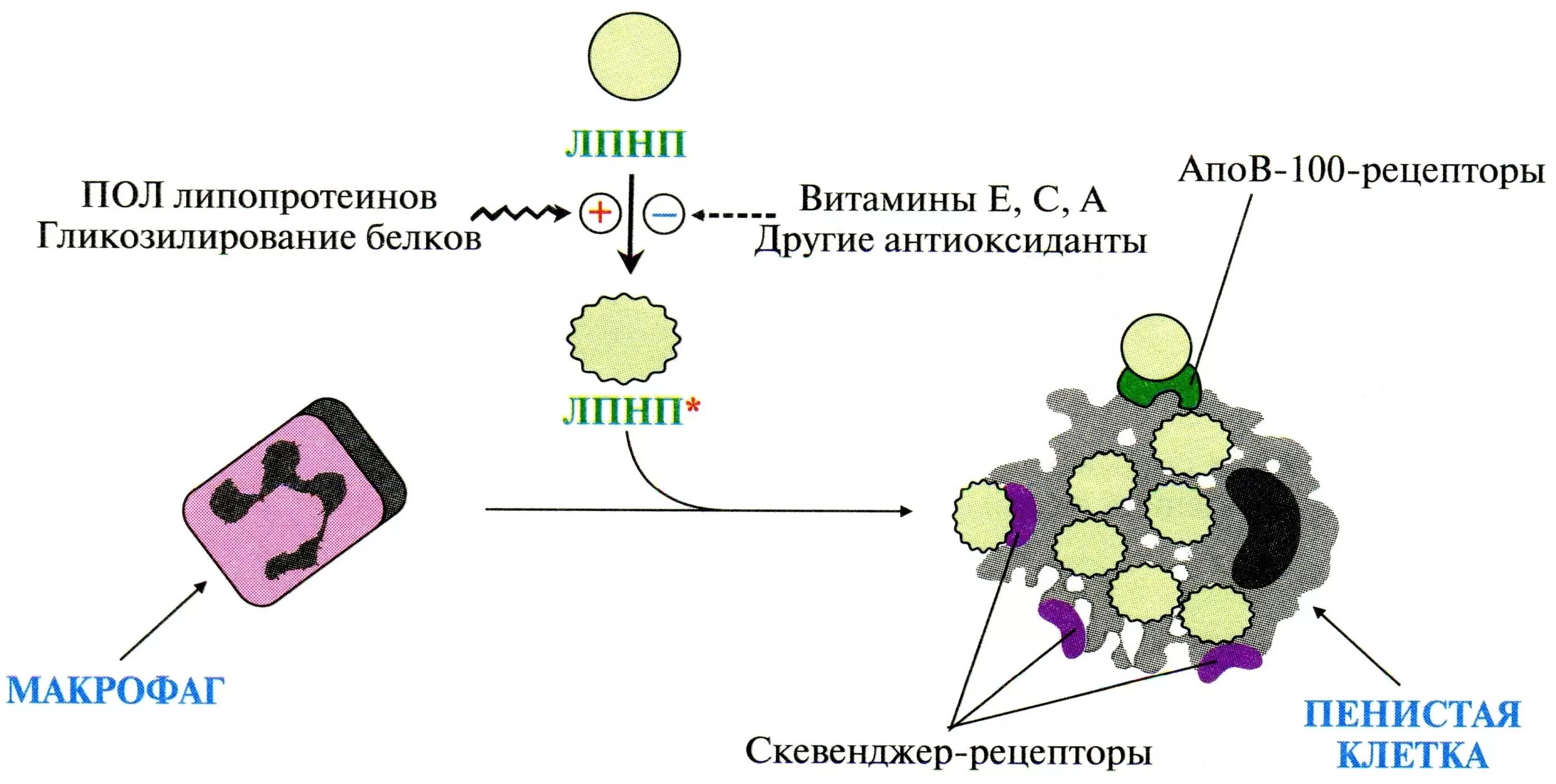 3 3 низкой плотности