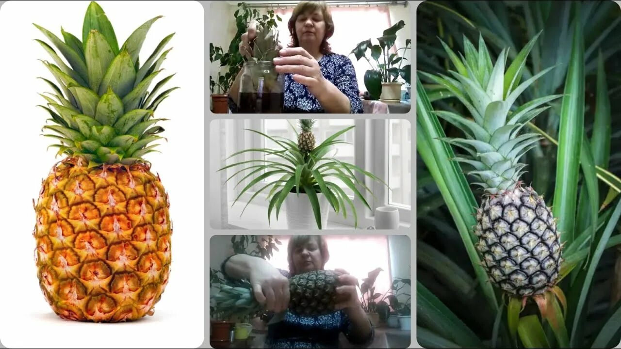 Как пересадить ананас. Укоренить ананас. мой ананас. укоренение ананаса.