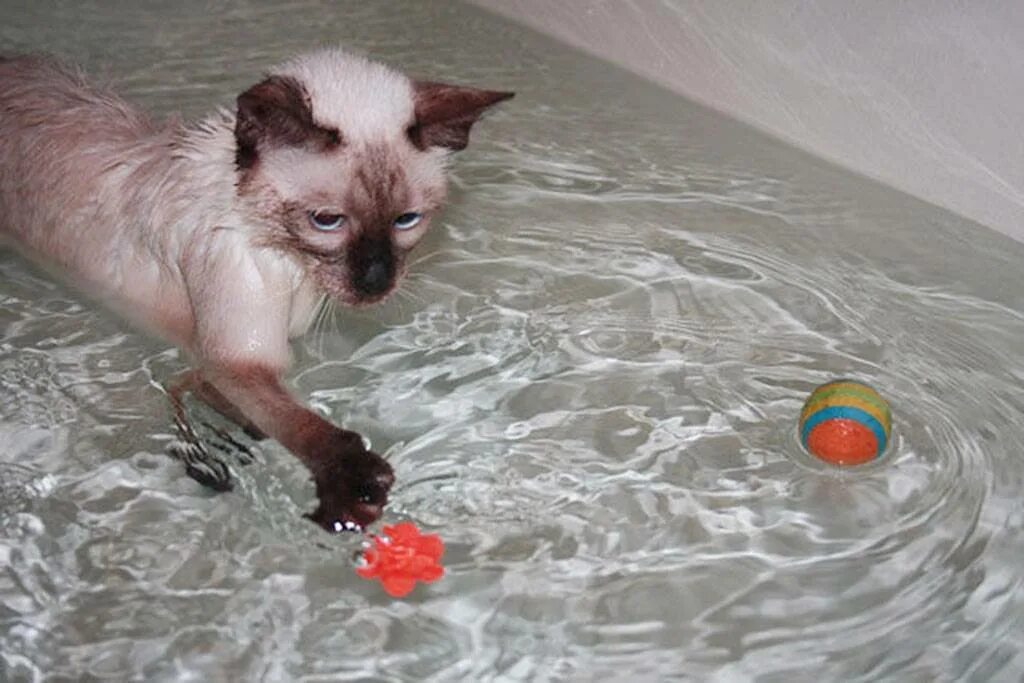 Почему котенок мокрый. Котенок купается. кошка купается в воде. кот плавает. кот моется.