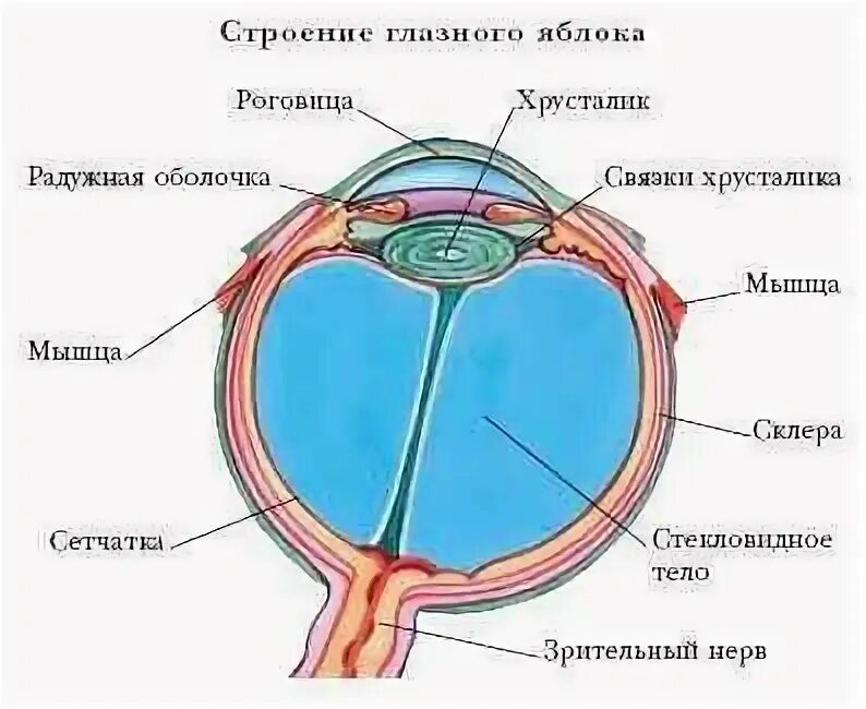 Содержимое глазного. Содержимое глазного яблока. строение глазного яблока животных. энциклопедия про глаза. подпишите структуры глазного яблока животного.