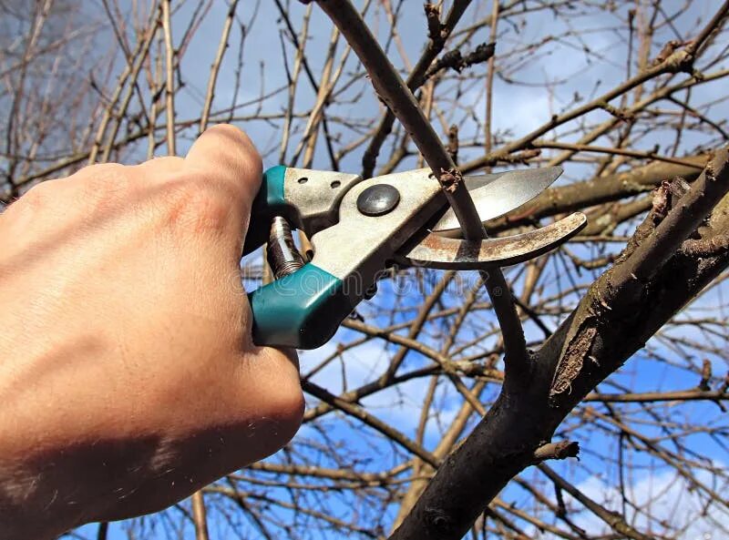 Обрезанная ветка дерева. Санитарная обрезка плодовых деревьев. Обрезка плодовых деревьев проводится с целью. Обрезка плодовых деревьев проводится с целью. Обрезка плодовых деревьев проводится с целью.