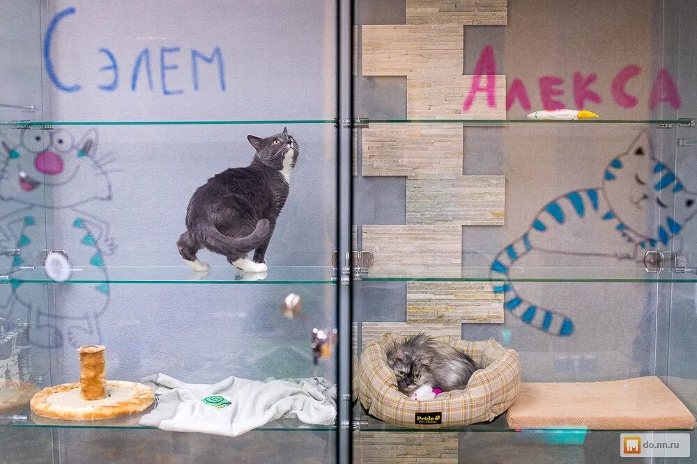 Товары для кошек нижний новгород. Гостиница для кошек. Гостиница для кошек в Нижнем Новгороде. Уютная передержка для кошек. Гостиница для кошек реклама.