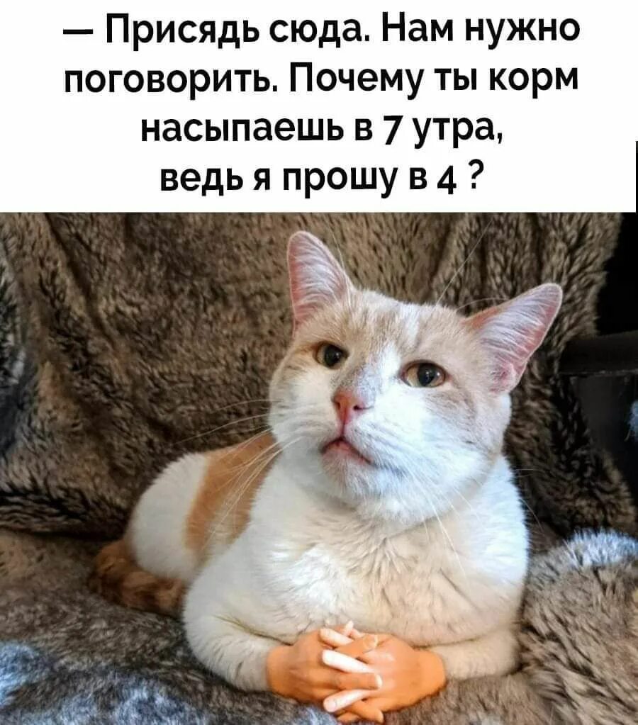 Ну давай я прошу. Кот из шрека глаза. Кот из шрека глаза. Ну давай я прошу. Мемы про тестирование.