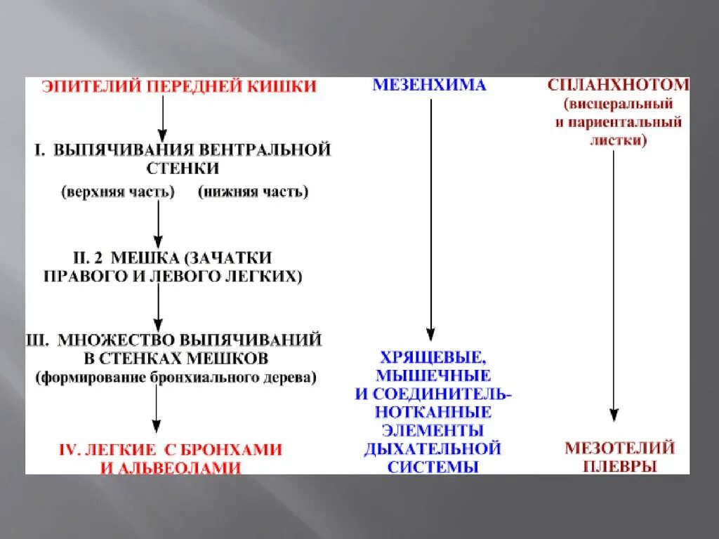 Стадии развития легких. Эмбриональные источники развития дыхательной системы. Схема развития дыхательной системы. Источники развития дыхательной системы гистология. Нижние дыхательные пути источники развития.