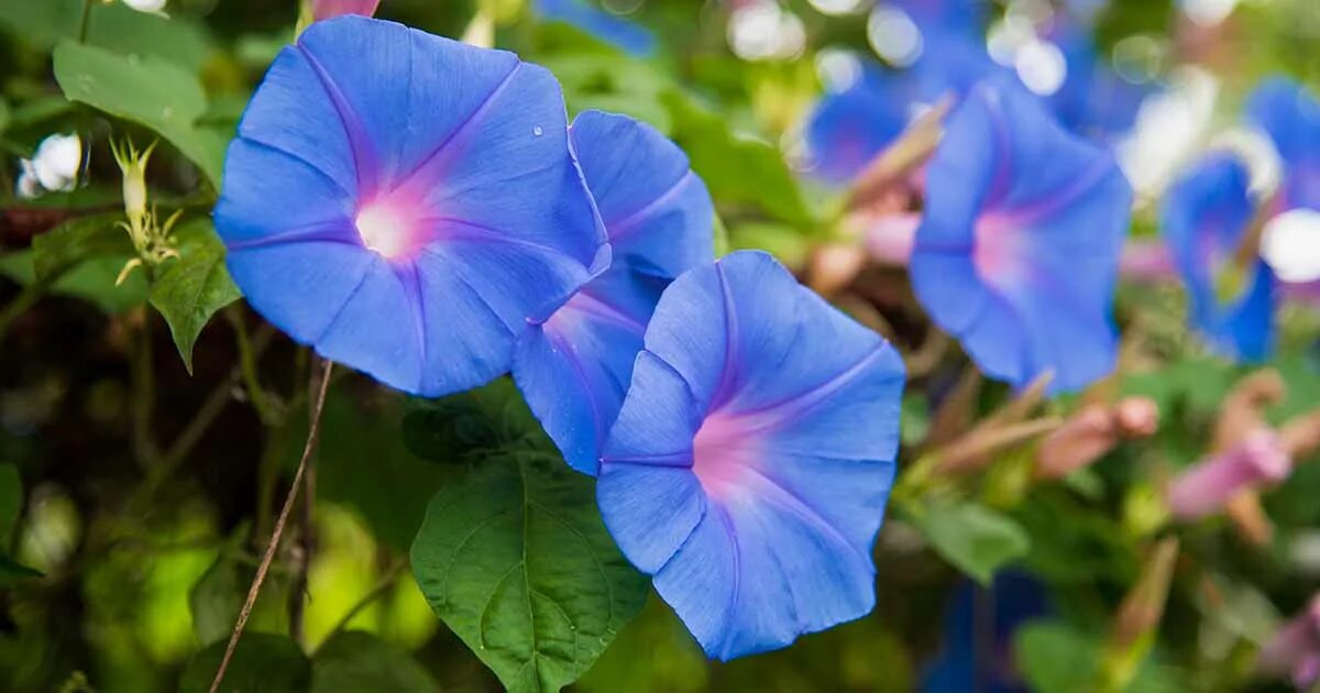 Ипомея Пикоти синяя. Ипомея Монинг Глори. Ипомея трехцветная Ipomoea Tricolor. Карликовая ипомея. Ипомея трехцветная в запрете