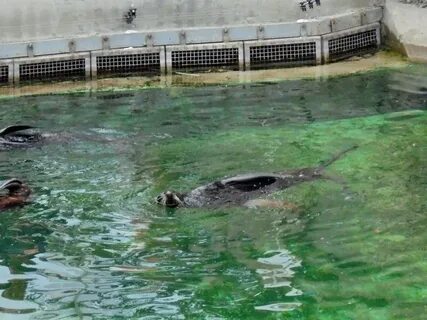 Вода зоопарк