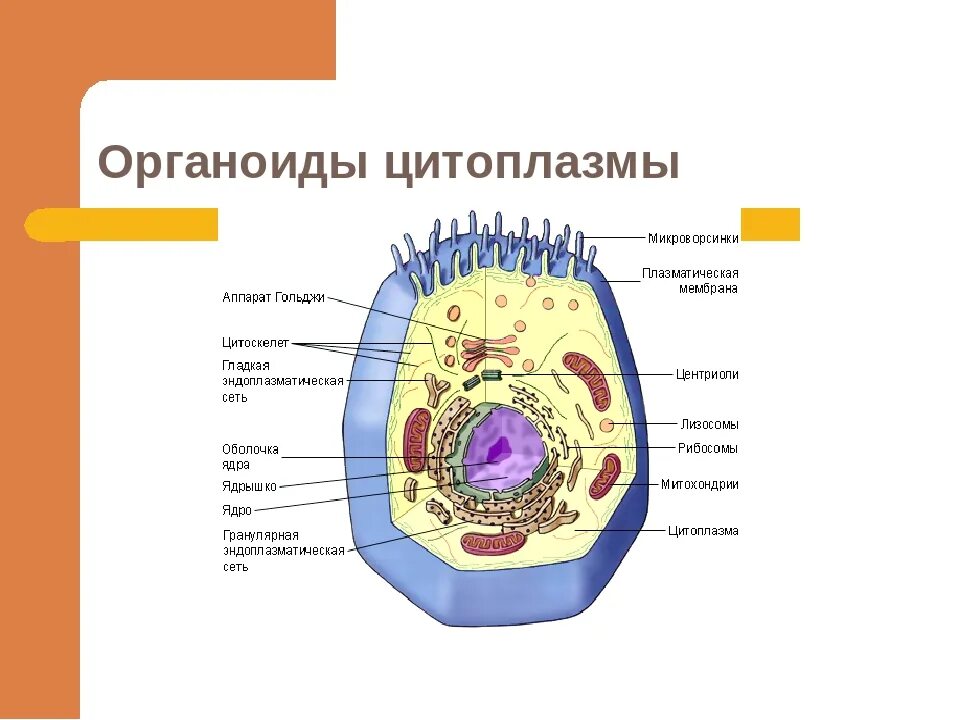 Органоид обозначен на рисунке цифрой. Какими цифрами на рисунке обозначены следующие клеточные органоиды. Цитоплазма и органоиды клетки. Строение клетки биология 9 класс органеллы. Цитоплазма — внутренняя среда клетки, органоиды (органеллы)..