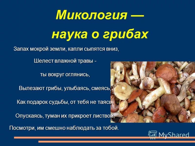 Микология это наука. Наука о грибах. Изучение грибов. Микология картинки для презентации. 4 микология