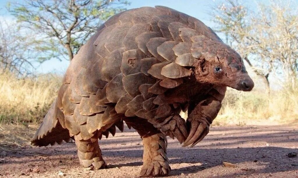 Суматранский носорог детеныш. Самая старая черепаха в мире джонатан. Dicerorhinus sumatrensis. Гигантский носорог индрикотерий. Платибелодон древний слон.