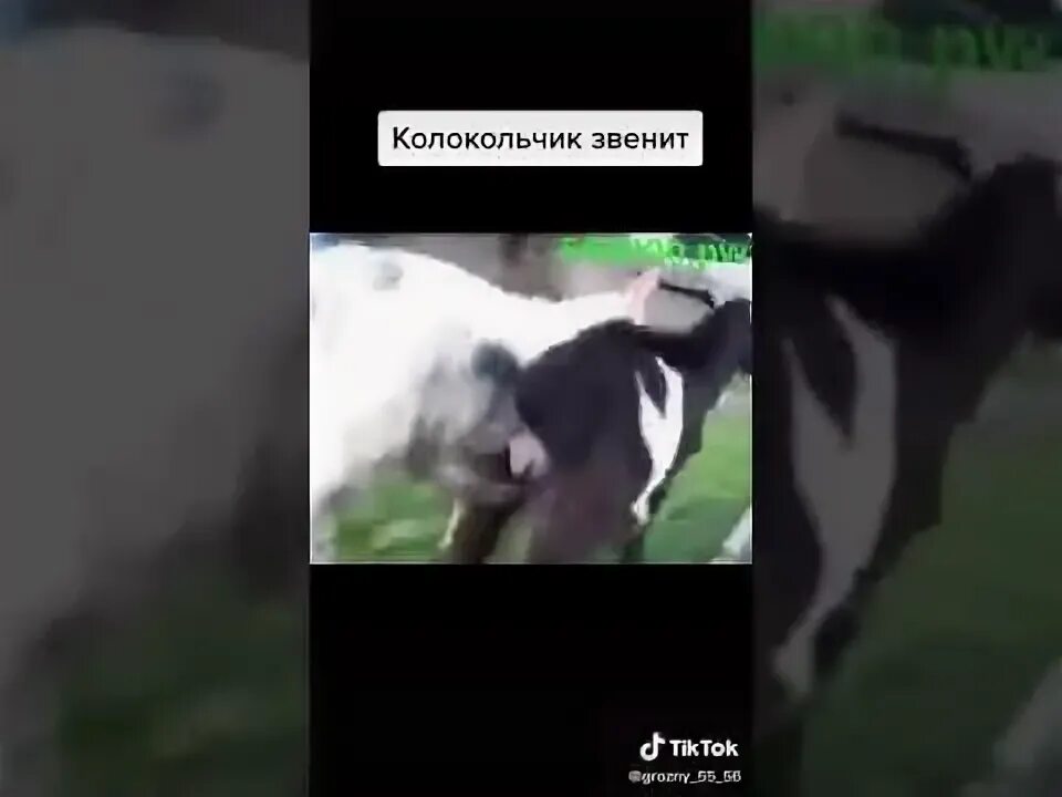 Стих колокольчики звенят. Динь Динь колокольчик видео козел. Колокольчики звенят Бим Бом Бим БИМБИБОМ. Колокольчик звенит для коробки.