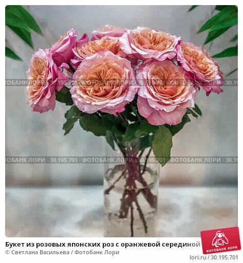 Pin on Garden Roses Grown by Alexandra Farms