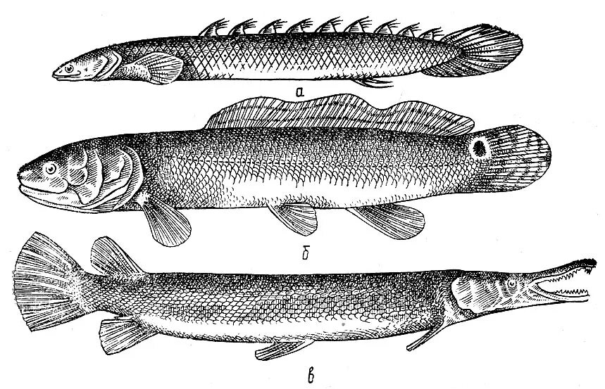 Щука обыкновенная рисунок. Костные рыбы двоякодышащие. Костные Ганоидные рыбы. Надотряд костистые рыбы. Костные рыбы двоякодышащие представители.