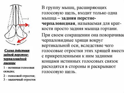 Расширяющую голосовую щель