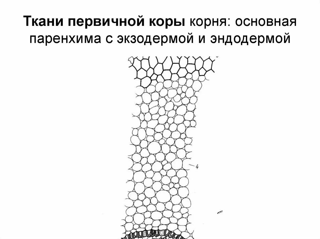 Центральный цилиндр корня. Паренхима первичной коры корня. Строение первичной коры корня. Поглощающая паренхима корня.