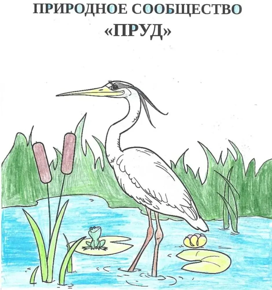 Нарисовать природное сообщество. Рисунок на тему природное сообщество. Рискнокна тему природное сообщество. Рисунок природного сообщества 5 класс. Рисунок сообщество биология 5 класс