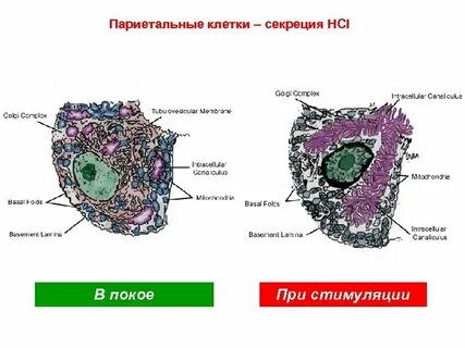 Париетальные клетки желудка