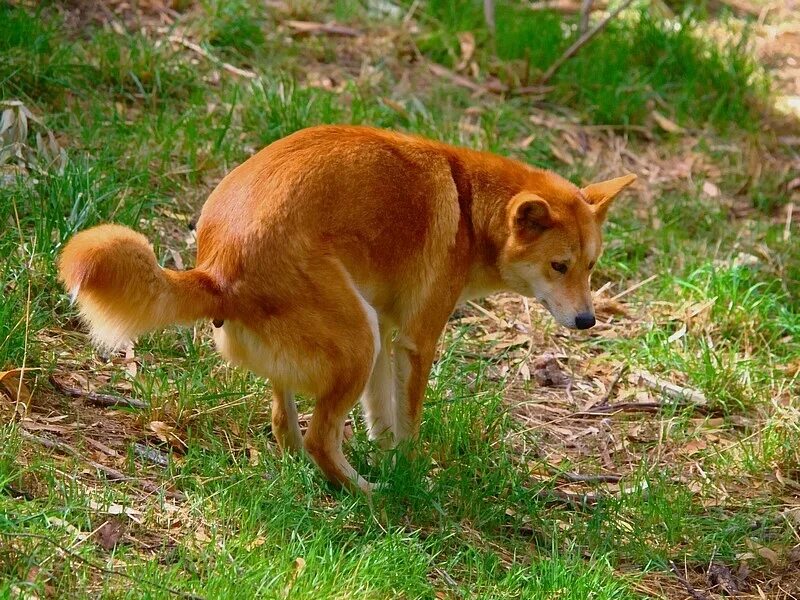 Собака динго видео. Собака Динго. Австралийский Динго. Динго в Австралии. Дикая собака Динго в Австралии.