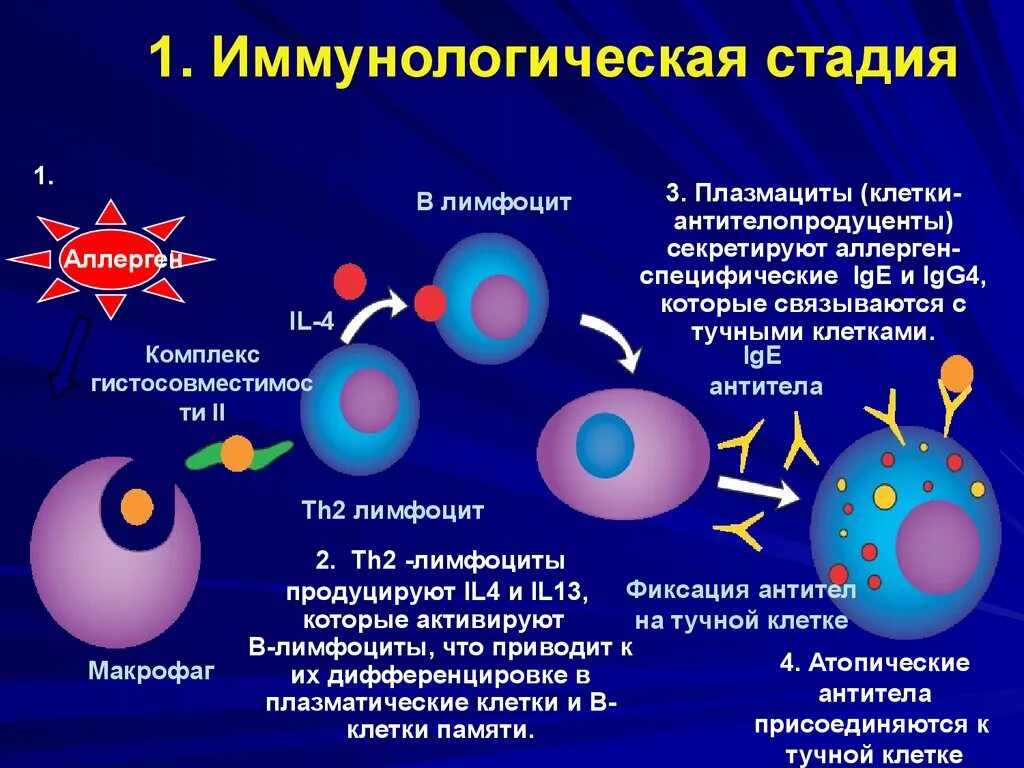 В первой стадии реакции. Иммунологическая стадия аллергической реакции 1 типа механизм. Иммунологическая стадия аллергической реакции схема. Механизм иммунопатологических реакций 1 типа. Иммунологическая стадия аллергической реакции 2 типа.