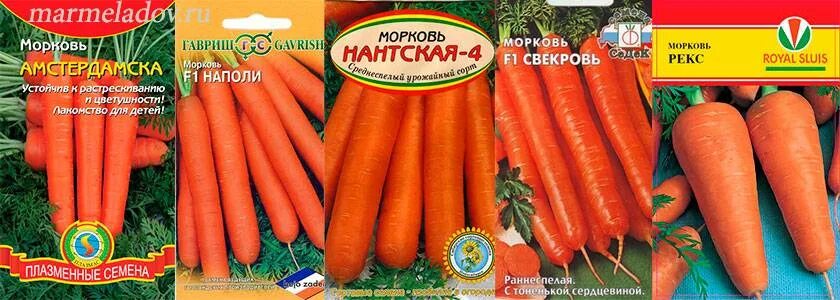 Среднеспелые сорта моркови. Морковь самсон 0,5г тимпит. Морковь лучшие сорта для открытого грунта. Морковь каротель сахарная. Морковь семена лучшие сорта для открытого грунта сибирь.